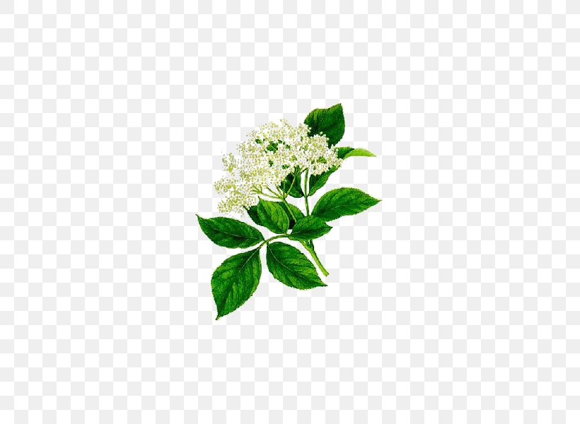 Elder Herbalism Medicinal Plants Flower, PNG, 600x600px, Elder, Abcdelanaturecom, Branch, Carbonation, Champagne Download Free