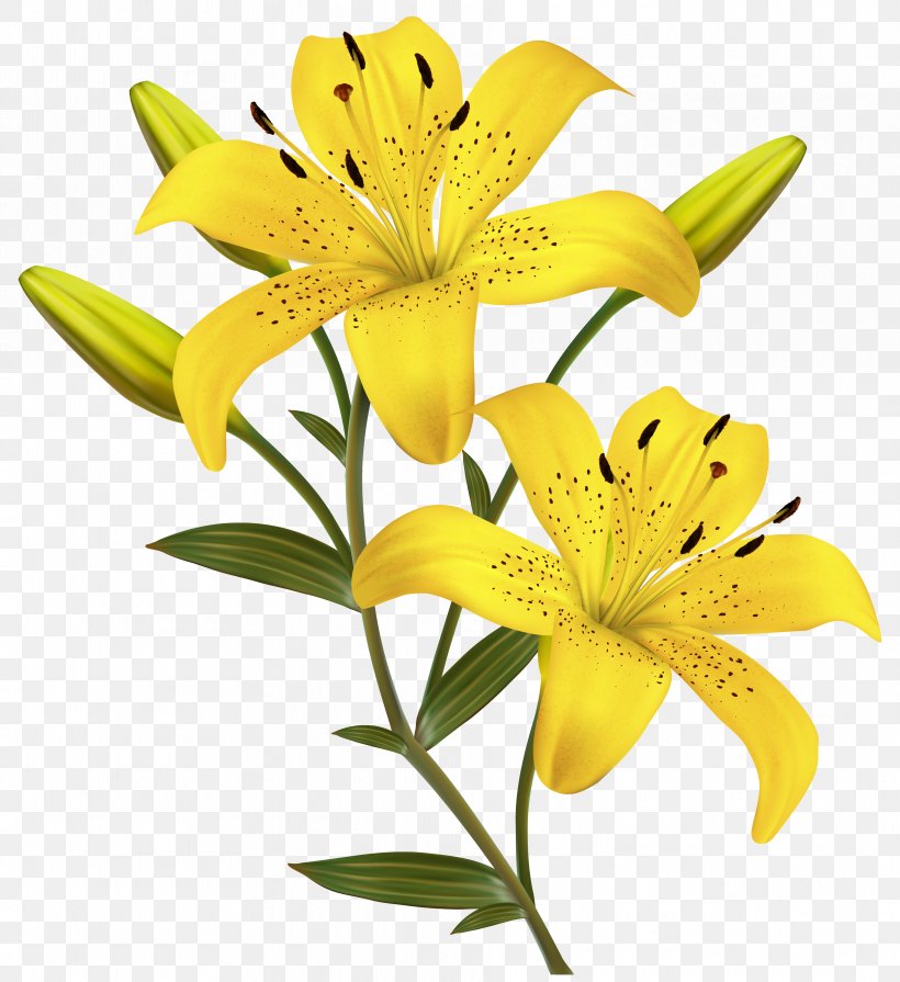 Flower Yellow Easter Lily Clip Art, PNG, 3738x4083px, Arum Lily, Calla Lily, Color, Cut Flowers, Easter Lily Download Free