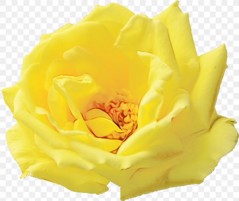 Garden Roses, PNG, 1024x863px, Watercolor, Floribunda, Flower, Garden Roses, Paint Download Free