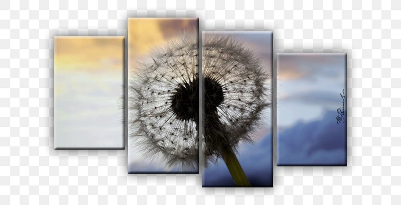 Image Canvas Drawing Picture Frames Taraxacum Sect. Ruderalia, PNG, 640x420px, Canvas, Art, Dandelion, Drawing, Flower Download Free