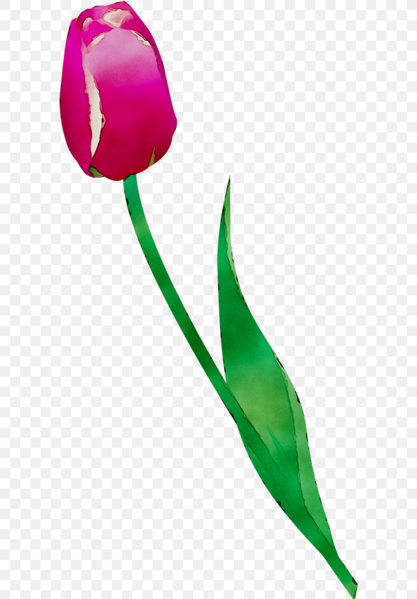 Tulip Cut Flowers Plant Stem Bud Rose Family, PNG, 590x1177px, Tulip, Botany, Bud, Cut Flowers, Flower Download Free