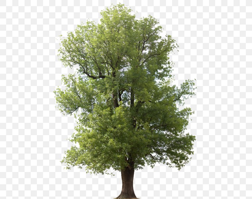 Fraxinus Americana Emerald Ash Borer Tree Arborist Juglans, PNG, 578x648px, Fraxinus Americana, American Elm, Arborist, Ash, Askur Download Free