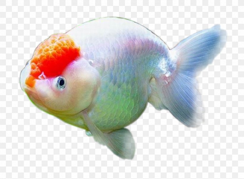 Goldfish Download Clip Art, PNG, 1279x939px, Fish, Aquarium, Bony Fish, Fin, Goldfish Download Free