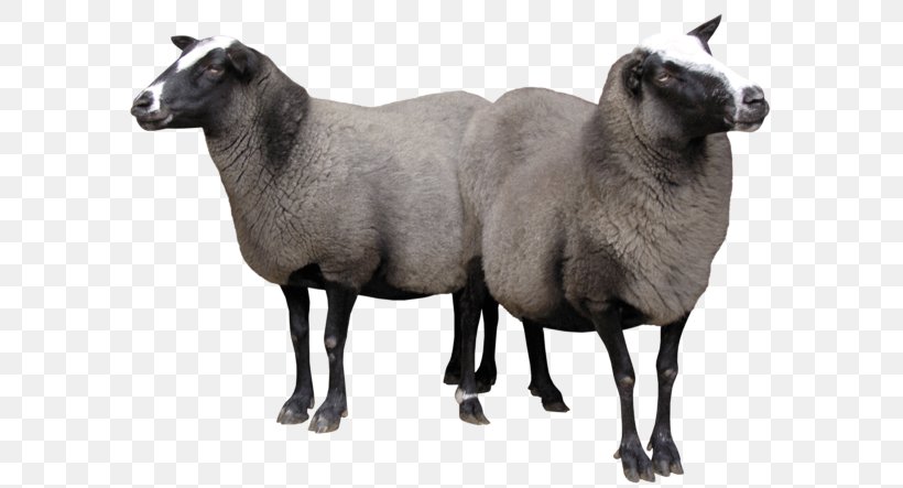 Texel Sheep Lincoln Sheep Romney Sheep Clun Forest Sheep Merino, PNG, 600x443px, Texel Sheep, Bovid, Caprinae, Cattle, Clun Forest Sheep Download Free