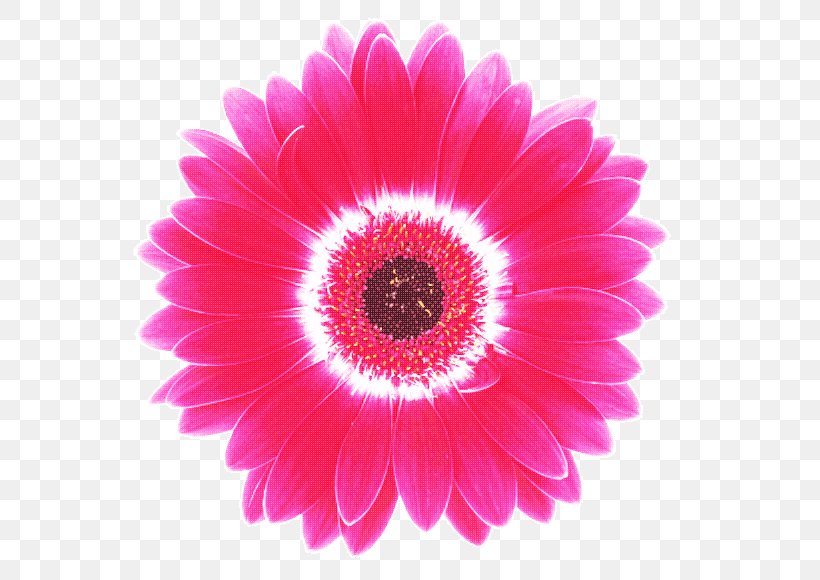 Transvaal Daisy Cut Flowers Petal Magenta, PNG, 590x580px, Transvaal Daisy, Close Up, Cut Flowers, Daisy Family, Flower Download Free