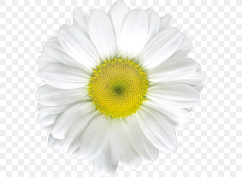 Common Daisy Stock Photography Royalty-free Clip Art, PNG, 576x600px, Common Daisy, Annual Plant, Chamomile, Chrysanths, Cut Flowers Download Free
