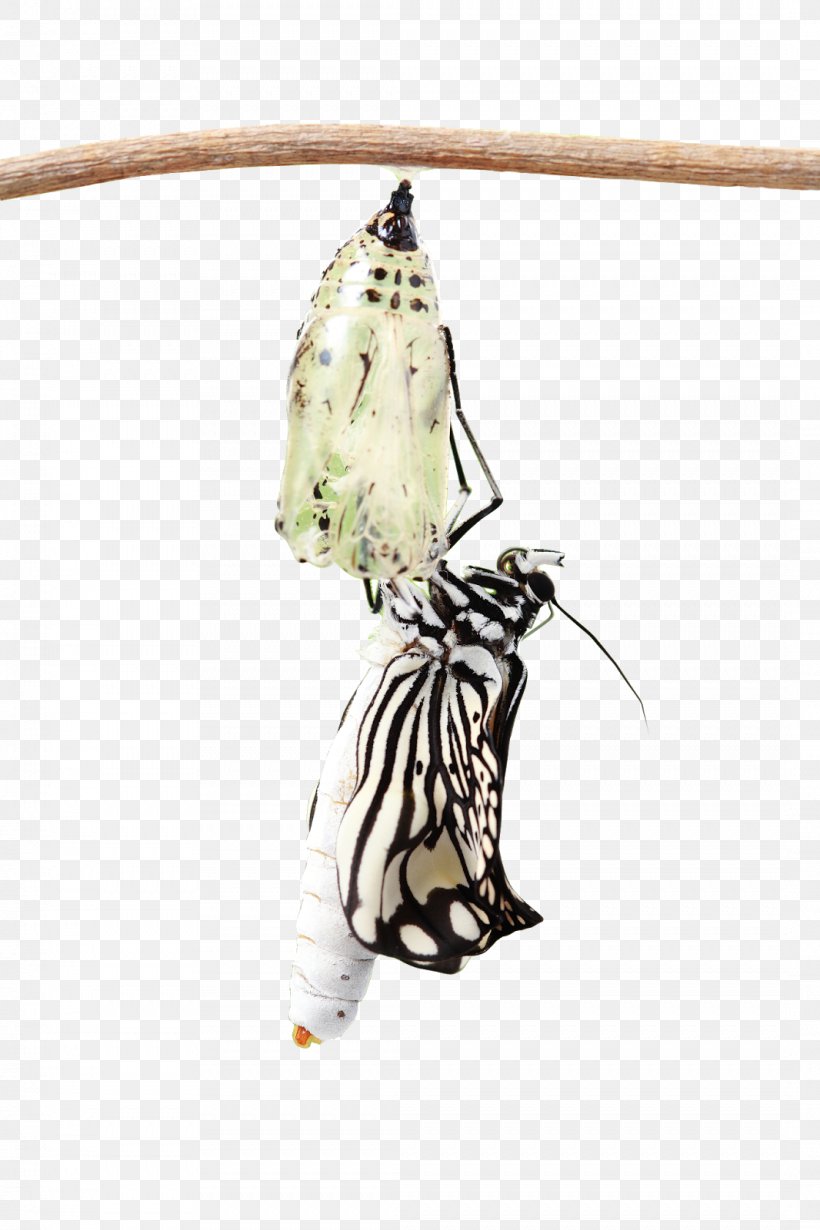 Monarch Butterfly Moth Translation Spanish, PNG, 1066x1600px, Monarch Butterfly, Arthropod, Bozzolo, Brush Footed Butterfly, Brushfooted Butterflies Download Free