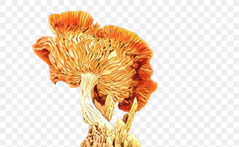 Orange, PNG, 2544x1572px, Orange, Fungus, Mushroom, Plant Download Free