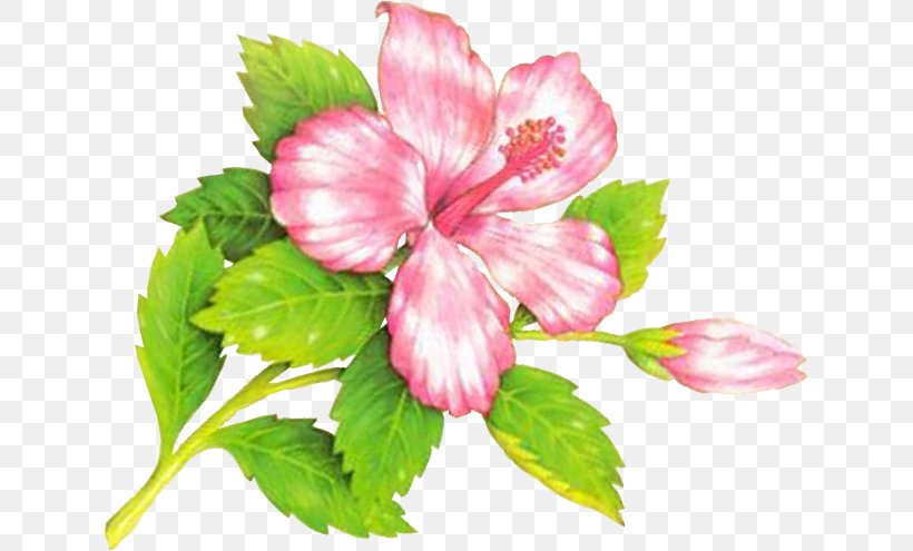 الورد جميل Rose, PNG, 633x495px, Rose, Annual Plant, Chinese Hibiscus, Flower, Flowering Plant Download Free