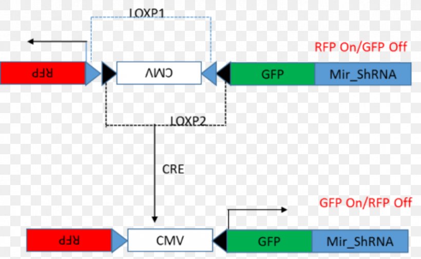Cre-Lox Recombination Cre Recombinase Short Hairpin RNA System Gene Expression, PNG, 857x527px, Crelox Recombination, Area, Brand, Cloning, Cre Recombinase Download Free
