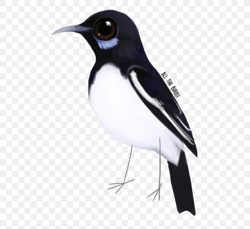 Eurasian Magpie Penguin Beak, PNG, 500x750px, Eurasian Magpie, Beak, Bird, Crow Like Bird, Fauna Download Free