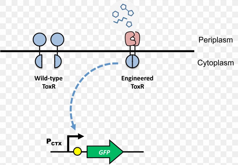 Transcription Factor Protein Dimer DNA-binding Domain, PNG, 2300x1592px, Transcription Factor, Activator, Area, Biology, Diagram Download Free
