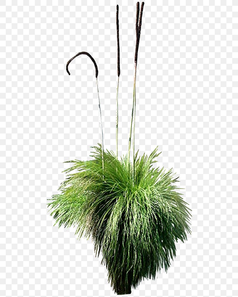 Tree Xanthorrhoea Plant DeviantArt, PNG, 512x1024px, Tree, Deviantart, Flowerpot, Grass, Grass Family Download Free