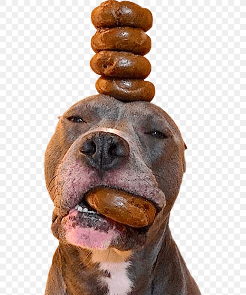 Bagel Dog Einstein Bros. Bagels Sandwich, PNG, 600x985px, Dog, Bagel, Bagel Dog, Baking, Carnivoran Download Free