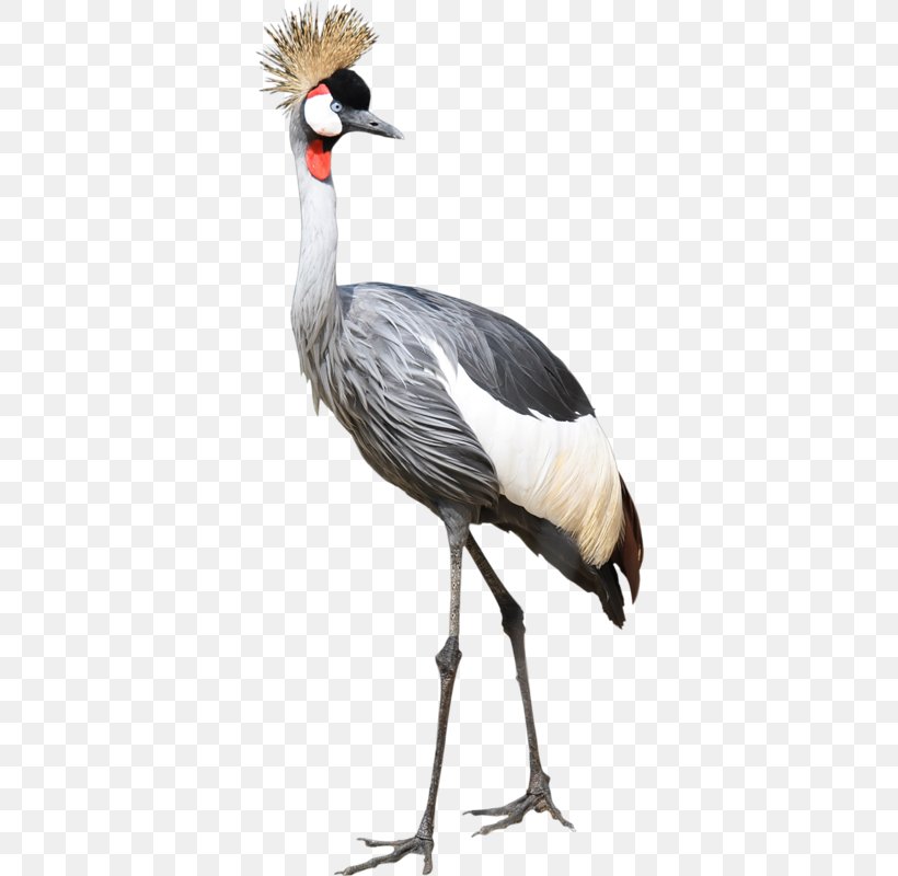 Bird Great Herons Egret Clip Art, PNG, 356x800px, Bird, Animal, Beak, Crane, Crane Like Bird Download Free