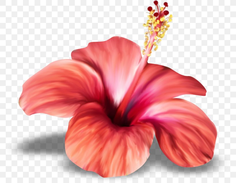 Shoeblackplant Flower Drawing Clip Art, PNG, 800x639px, Shoeblackplant, Animation, China Rose, Chinese Hibiscus, Cut Flowers Download Free
