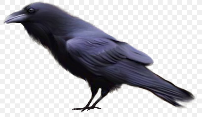 American Crow Rook Bird Owl New Caledonian Crow, PNG, 800x475px, American Crow, Beak, Bird, Carrion Crow, Common Raven Download Free