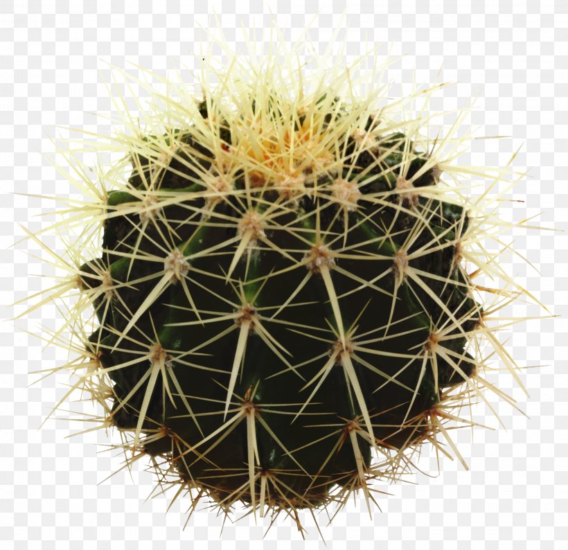 Cactus Cartoon, PNG, 2111x2045px, Cactus, Annual Plant, Caryophyllales, Echeveria Elegans, Echinocactus Download Free