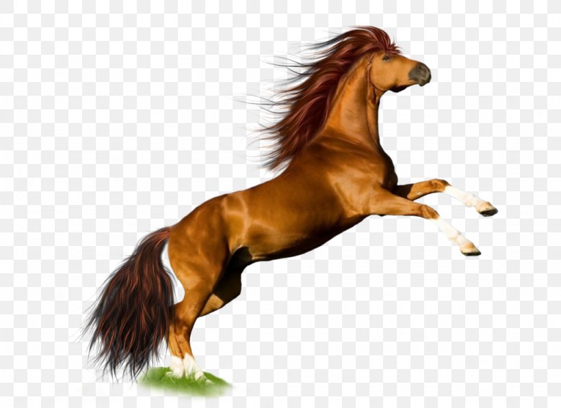 Horse Desktop Wallpaper, PNG, 1024x746px, Horse, Data, Dog Breed, Horse Head Mask, Horse Like Mammal Download Free