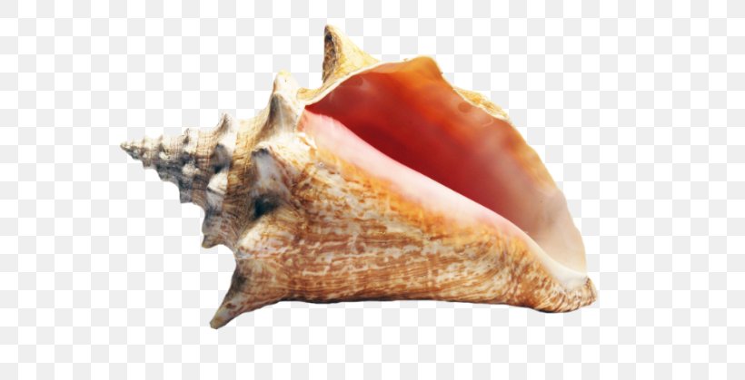 Queen Conch Seashell Molluscs, PNG, 613x419px, Conch, Animal Source Foods, Clams Oysters Mussels And Scallops, Cockle, Conchs Download Free