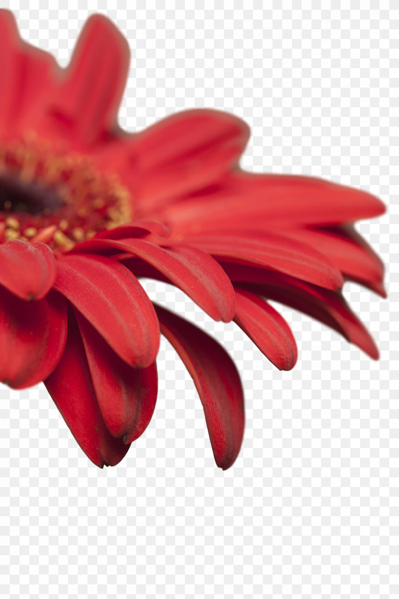 Transvaal Daisy Cut Flowers Petal Red Flower, PNG, 1200x1800px, Transvaal Daisy, Biology, Closeup, Cut Flowers, Flower Download Free