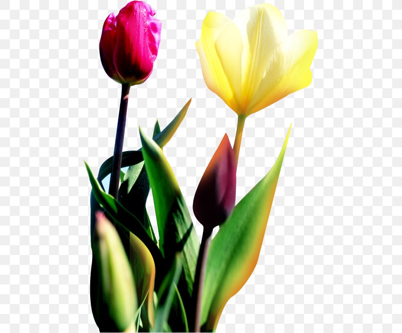 Tulip Flower Download, PNG, 481x679px, Tulip, Bud, Cut Flowers, Floristry, Flower Download Free
