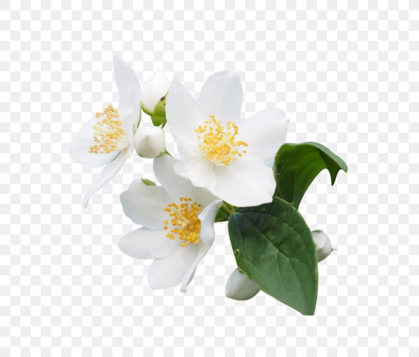 Fragrance Oil Essential Oil Perfume Jasmine, PNG, 700x700px, Fragrance Oil, Aroma Compound, Aromatherapy, Blossom, Cannabis Flower Essential Oil Download Free