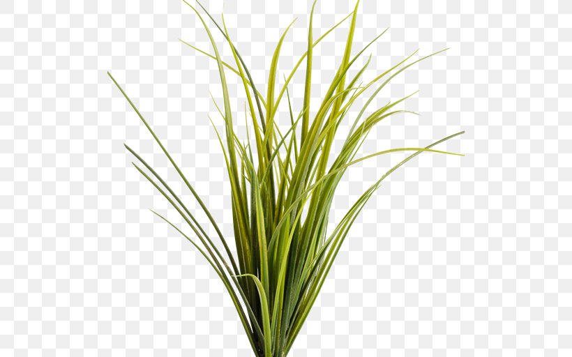 Montana Pseudoroegneria Spicata Prairie Ornamental Grass, PNG, 512x512px, Montana, App Store, Aquarium Decor, Chrysopogon Zizanioides, Commodity Download Free