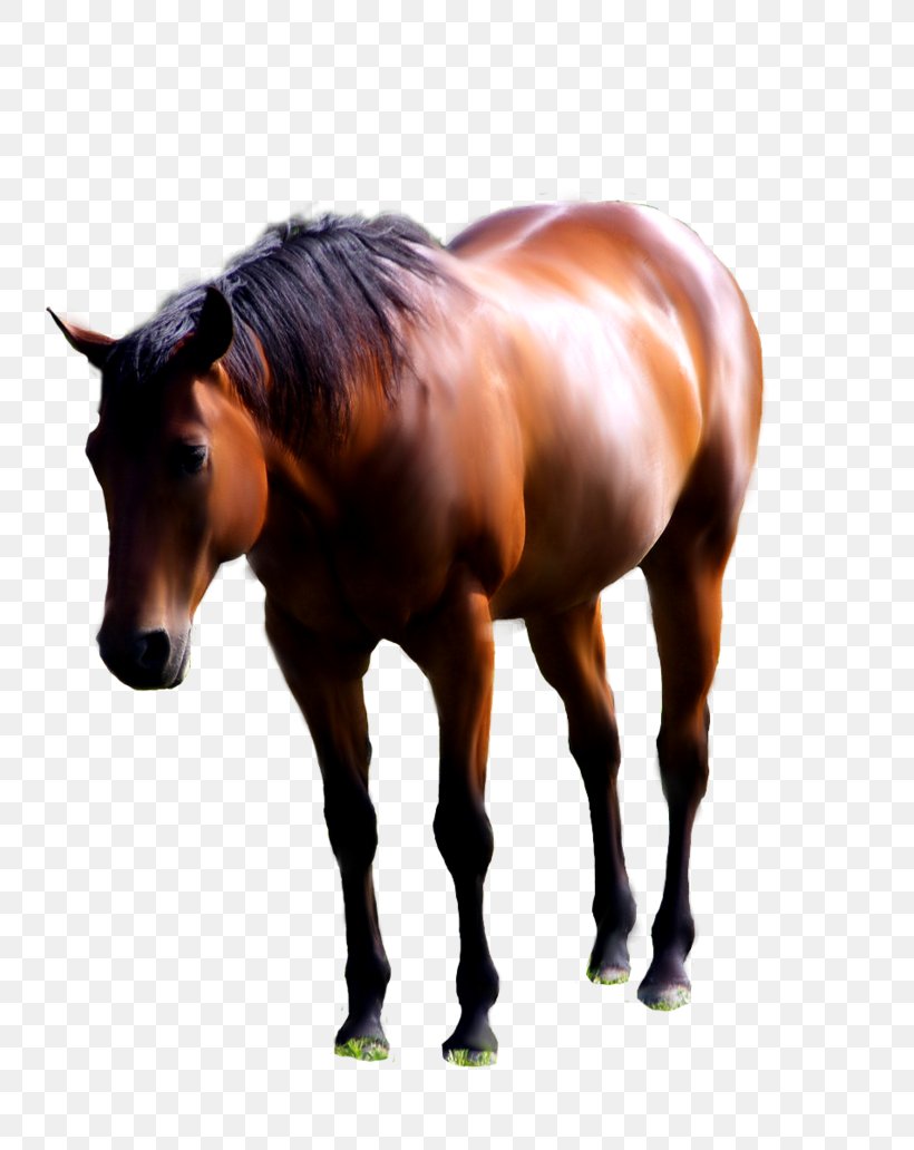 American Paint Horse Andalusian Horse Mustang Foal Stallion, PNG, 774x1032px, American Paint Horse, Andalusian Horse, Animal, Bit, Bridle Download Free