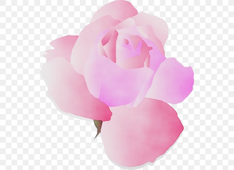 Garden Roses, PNG, 540x596px, Watercolor, Cut Flowers, Flower, Garden Roses, Paint Download Free