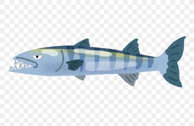 福井県海浜自然センター Great Barracuda Squaliform Sharks Fish, PNG, 800x534px, Great Barracuda, Barracuda, Biology, Cartilaginous Fish, Fauna Download Free