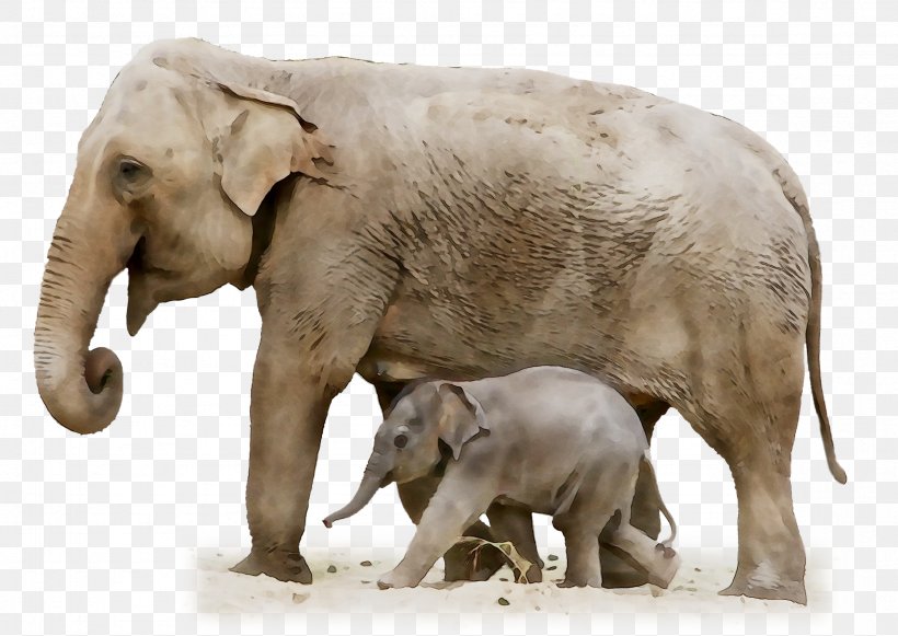 Indian Elephant African Elephant Fauna Terrestrial Animal, PNG, 2359x1674px, Indian Elephant, African Elephant, Animal, Animal Figure, Elephant Download Free