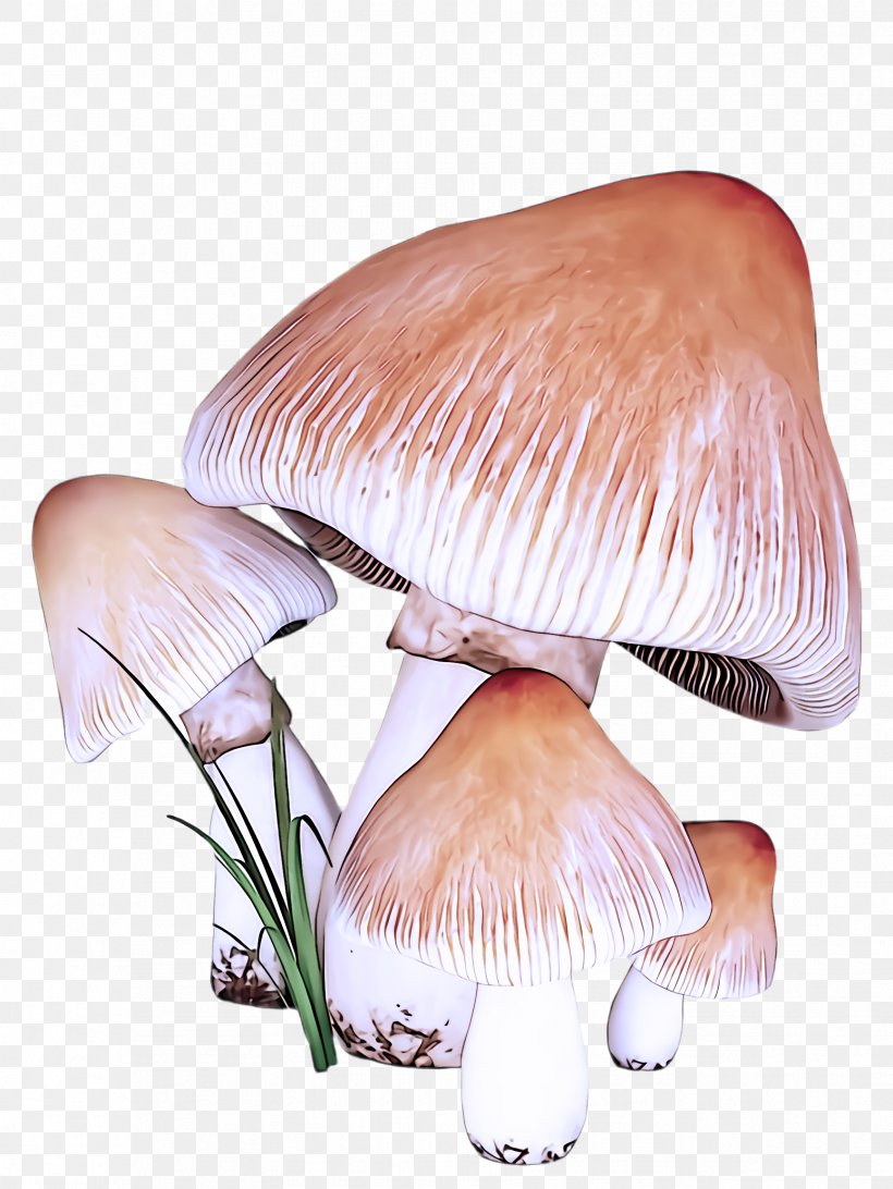 Mushroom Edible Mushroom Agaricus Agaricaceae Agaricomycetes, PNG, 1732x2308px, Mushroom, Agaricaceae, Agaricomycetes, Agaricus, Edible Mushroom Download Free