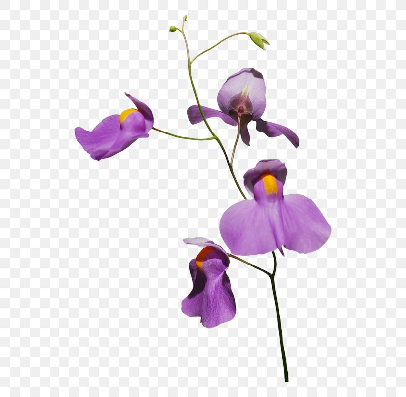 Orchids Flower Plant, PNG, 580x800px, Orchids, Branch, Cut Flowers, Flora, Floral Design Download Free
