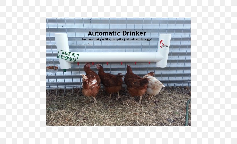 Rooster Chicken Coop Poultry Urban Chicken, PNG, 500x500px, Rooster, Alcoholic Drink, Automation, Backyard, Beak Download Free