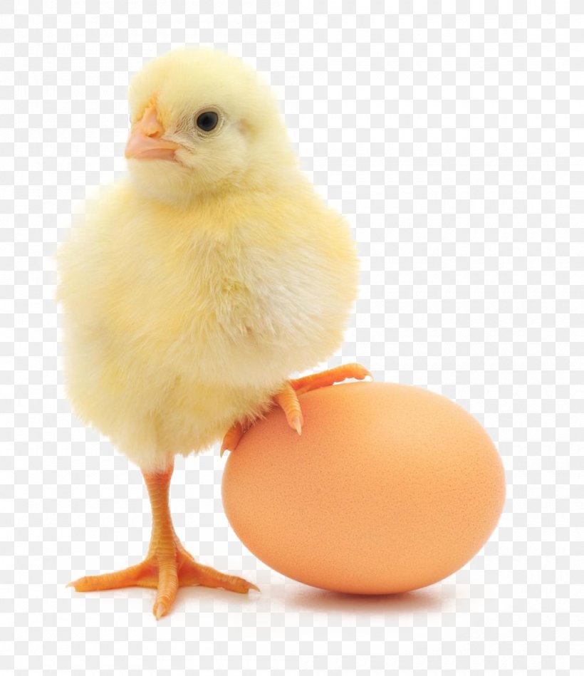 Chicken Or The Egg Chicken Or The Egg Broiler Organic Egg Production, PNG, 1000x1158px, Chicken, Beak, Bird, Broiler, Chicken As Food Download Free