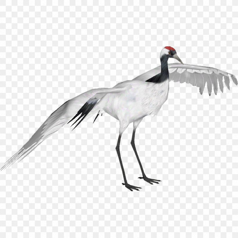 Red-crowned Crane Bird Sandhill Crane Whooping Crane, PNG, 848x848px, Crane, Anatidae, Animal, Beak, Bird Download Free