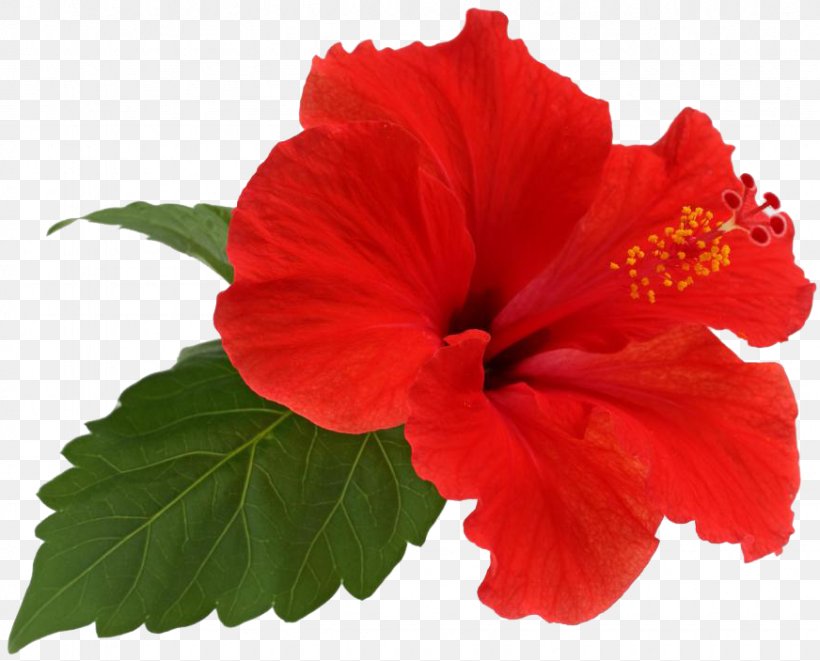 Shoeblackplant Flower Leaf Roselle, PNG, 872x703px, Shoeblackplant, Annual Plant, China Rose, Chinese Hibiscus, Extract Download Free