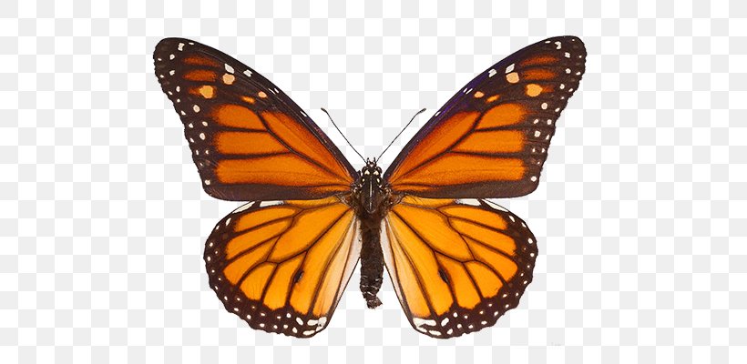 The Monarch Butterfly Milkweed Butterflies Insect, PNG, 700x400px, Butterfly, Arthropod, Brush Footed Butterfly, Brushfooted Butterflies, Butterfly Gardening Download Free