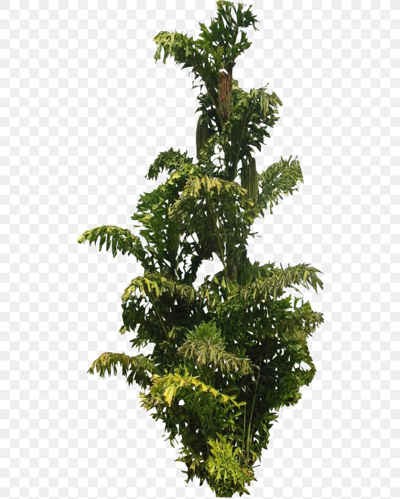 Tree Arecaceae Leaf Plant Palm Branch, PNG, 512x1024px, Tree, Arecaceae, Branch, Coconut, Conifer Download Free