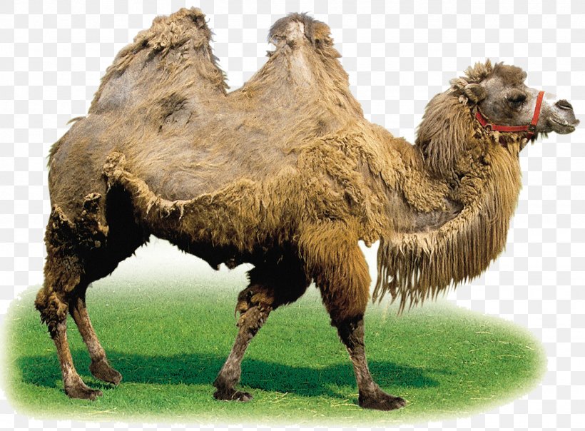 Camel Horse Clip Art, PNG, 1333x982px, Camel, Animal, Arabian Camel, Camel Like Mammal, Desert Download Free