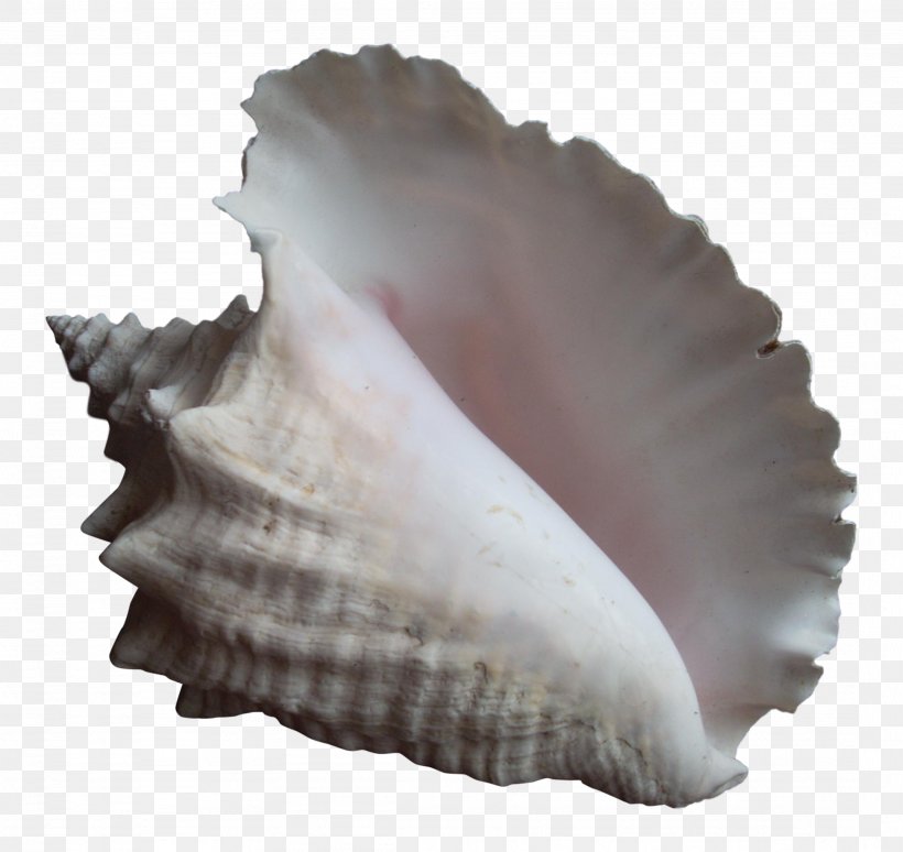 Clam Conch Seashell Cockle Mussel, PNG, 2153x2034px, Clam, April 14, Chairish, Clams Oysters Mussels And Scallops, Cockle Download Free