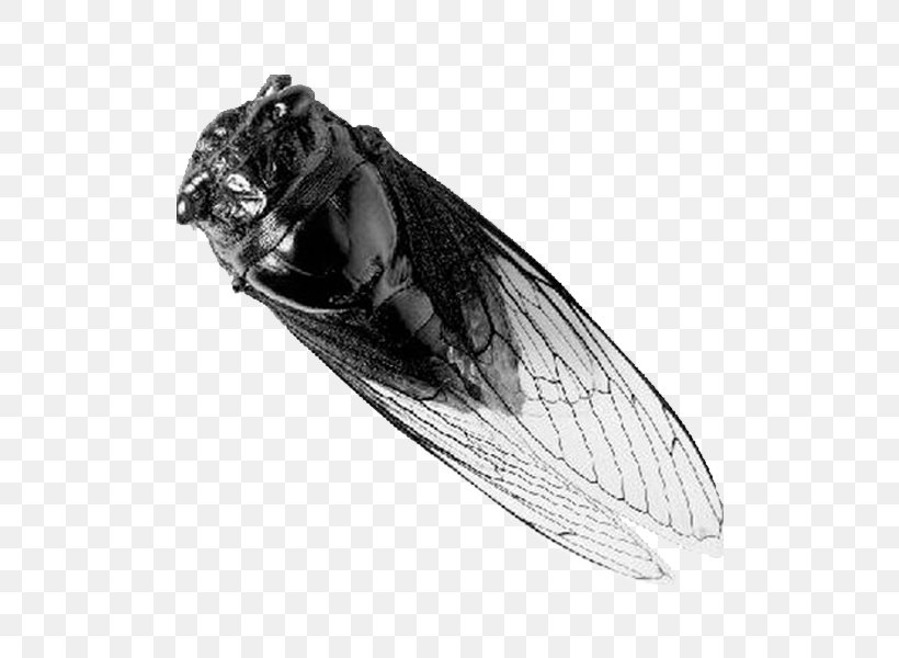 Insect Bird Cicadidae Wing Transparency And Translucency, PNG, 500x600px, Insect, Bird, Black And White, Blue, Channel Download Free