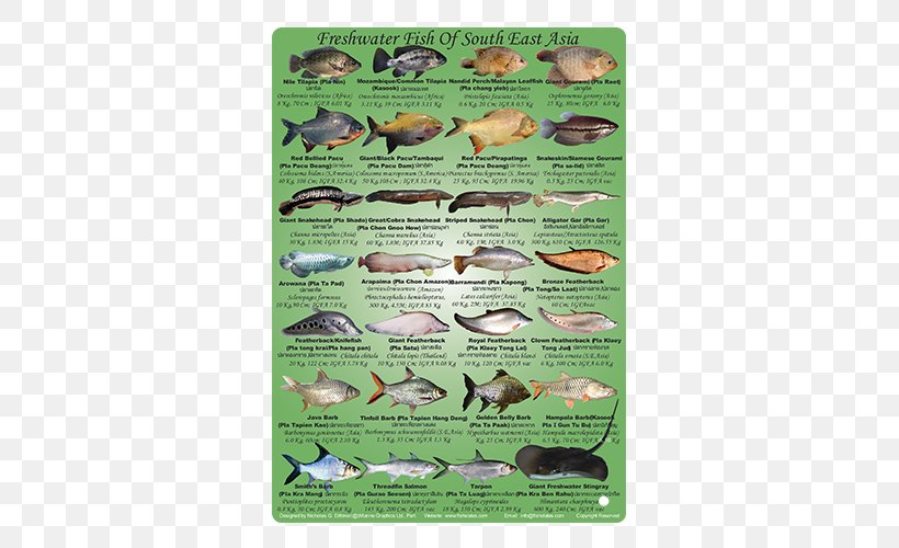 Asian Freshwater Fishes Fresh Water Southeast Asia, PNG, 540x500px, Asian Freshwater Fishes, Animal, Asia, Fauna, Fish Download Free
