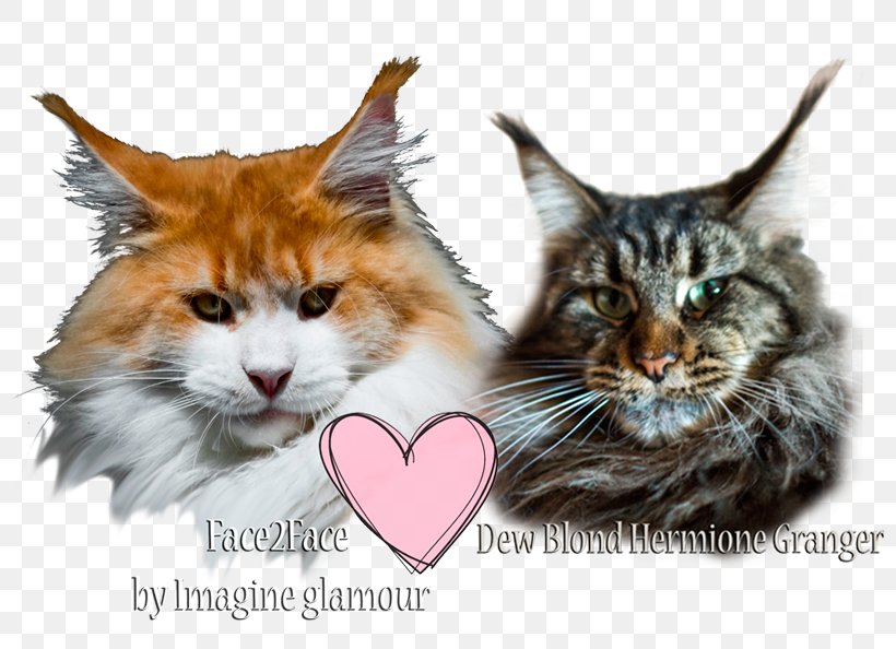 Maine Coon Kitten Whiskers Raccoon, PNG, 800x594px, Maine Coon, Carnivoran, Cat, Cat Like Mammal, Fauna Download Free