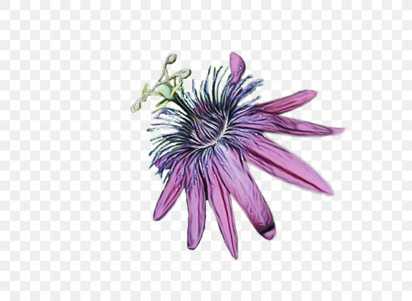 Passion Flowers Petal, PNG, 600x600px, Watercolor, Paint, Passion Flowers, Petal, Wet Ink Download Free