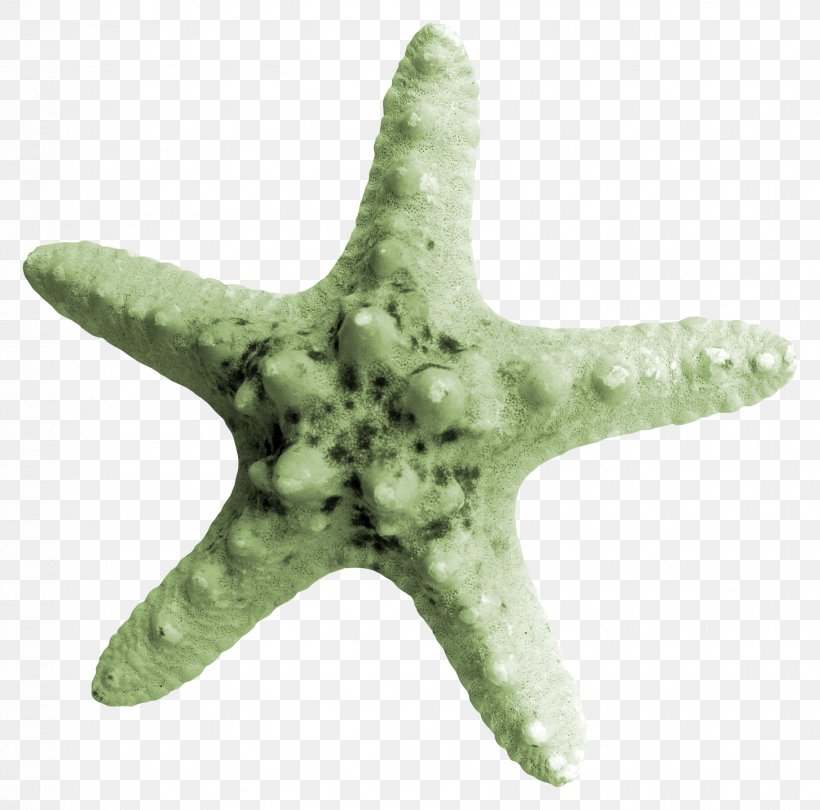 Starfish Download, PNG, 1826x1805px, Starfish, Echinoderm, Google Images, Grass, Invertebrate Download Free