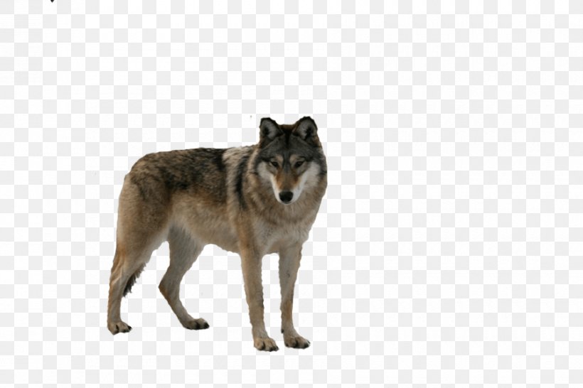 Wolfdog Coyote Fur Snout, PNG, 900x600px, Dog, Arctic Wolf, Canis, Carnivoran, Coyote Download Free