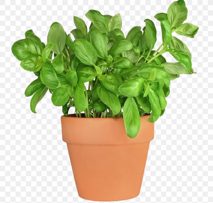 Basil Fines Herbes Herbaceous Plant Parsley, PNG, 953x912px, Basil, Annual Plant, Fines Herbes, Flavor, Flowerpot Download Free