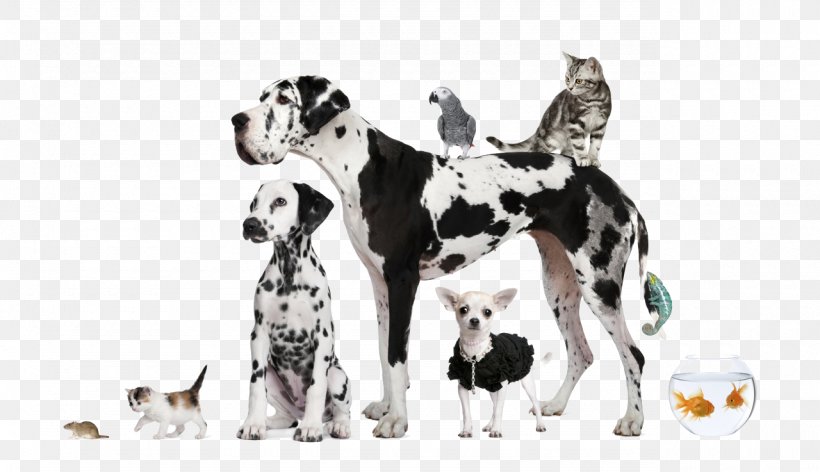 Dog Pet Sitting Cat Puppy, PNG, 1280x737px, Dog, Animal, Carnivoran, Cat, Companion Dog Download Free